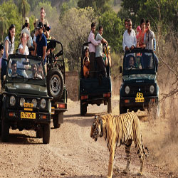 Manufacturers Exporters and Wholesale Suppliers of Night Safari Balaghat Madhya Pradesh